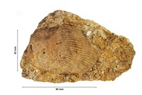 Spondylus requienianus valve gauche